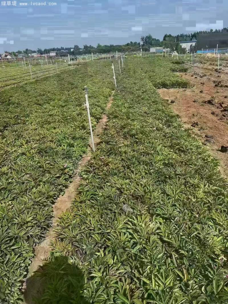 芍藥盆栽