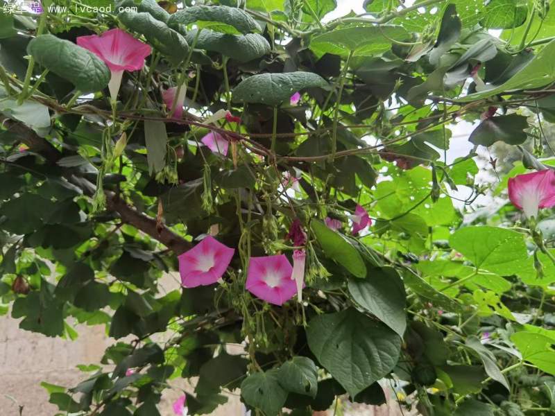 喇叭花