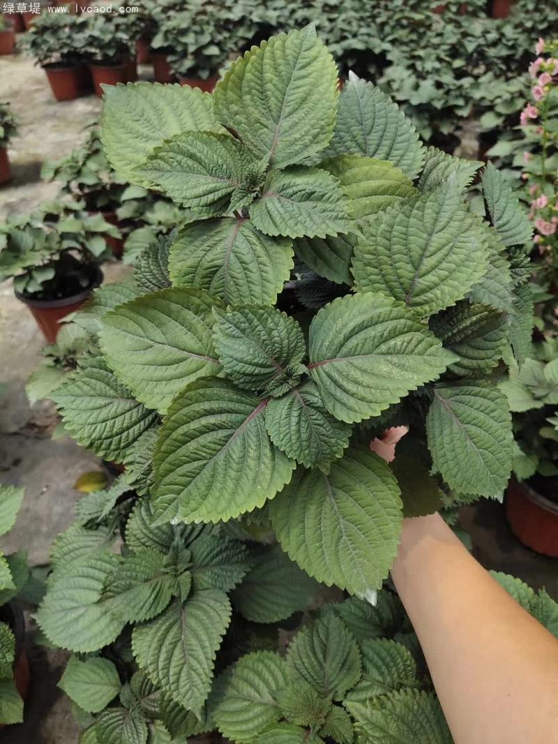 紫蘇植株