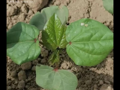 棉花