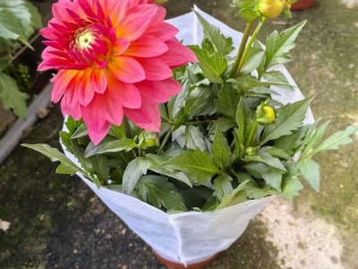 小麗花