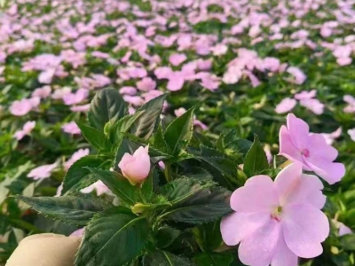 鳳仙花